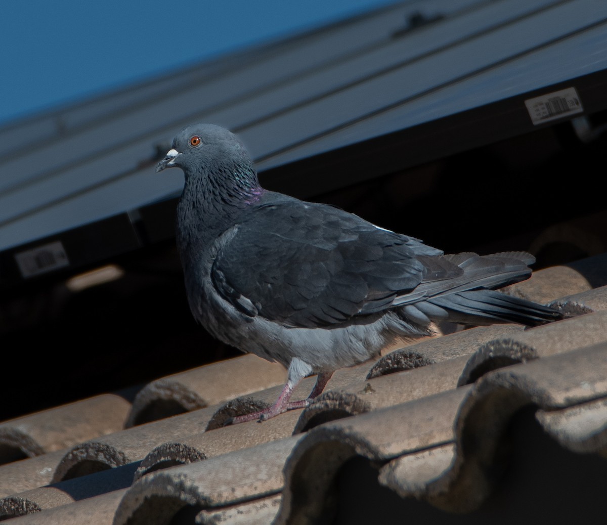 Сизый голубь (Одомашненного типа) - ML618233128