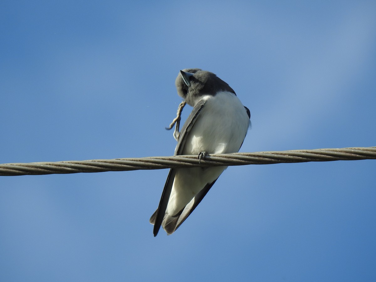 White-breasted Woodswallow - ML618233129