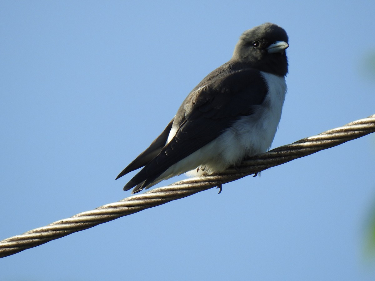 White-breasted Woodswallow - ML618233133