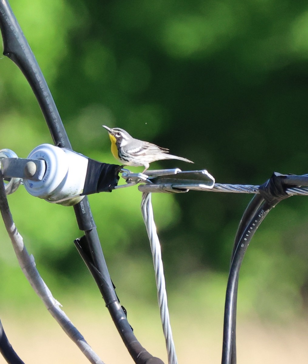 Yellow-throated Warbler - Sandra Tidwell