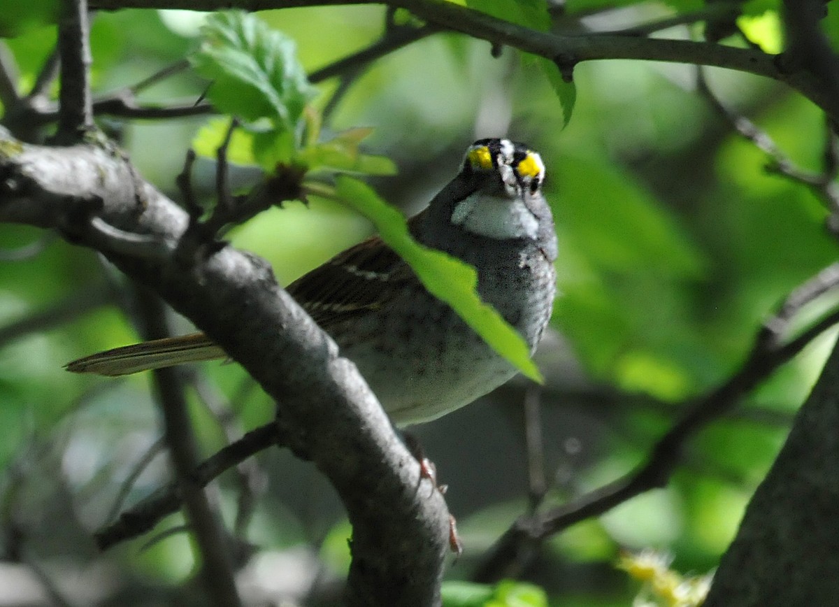 White-throated Sparrow - ML618233155