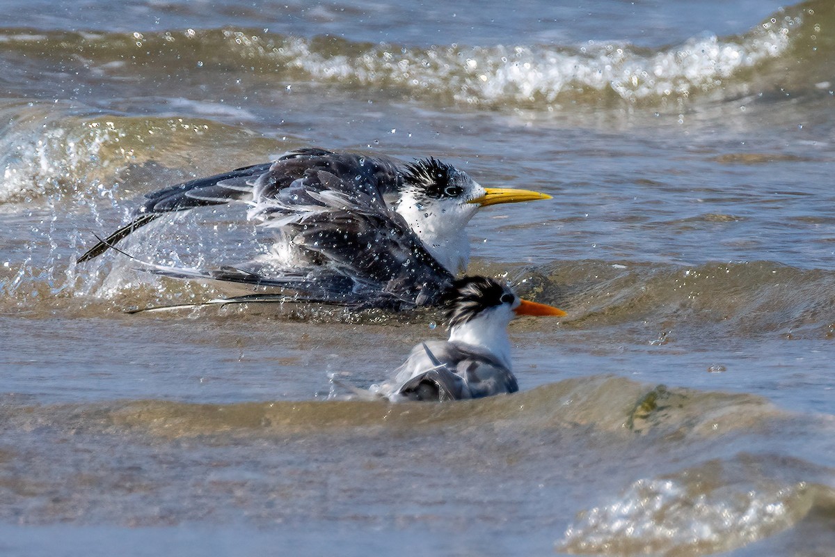 Great Crested Tern - ML618233194
