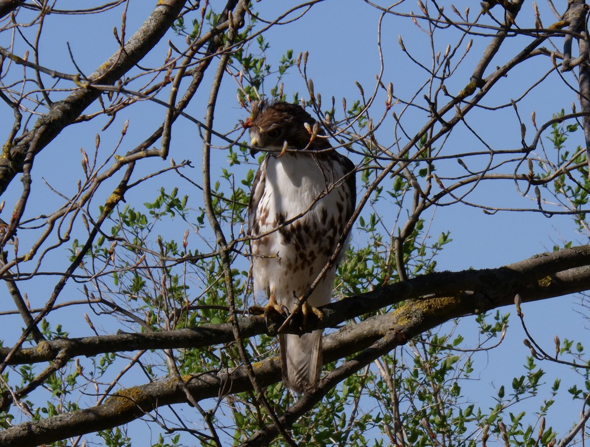 Red-tailed Hawk - Adrianne Knighton
