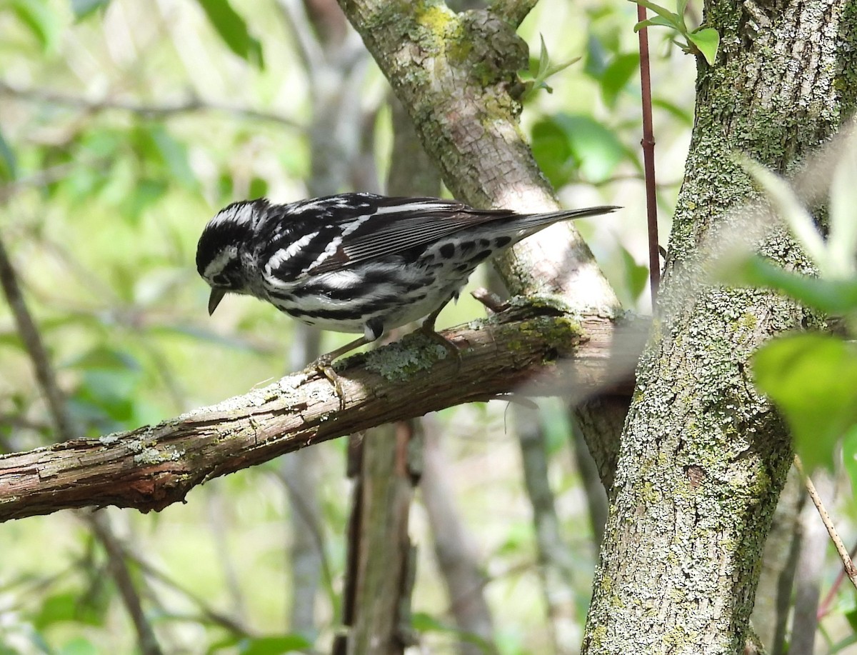 Black-and-white Warbler - ML618233211