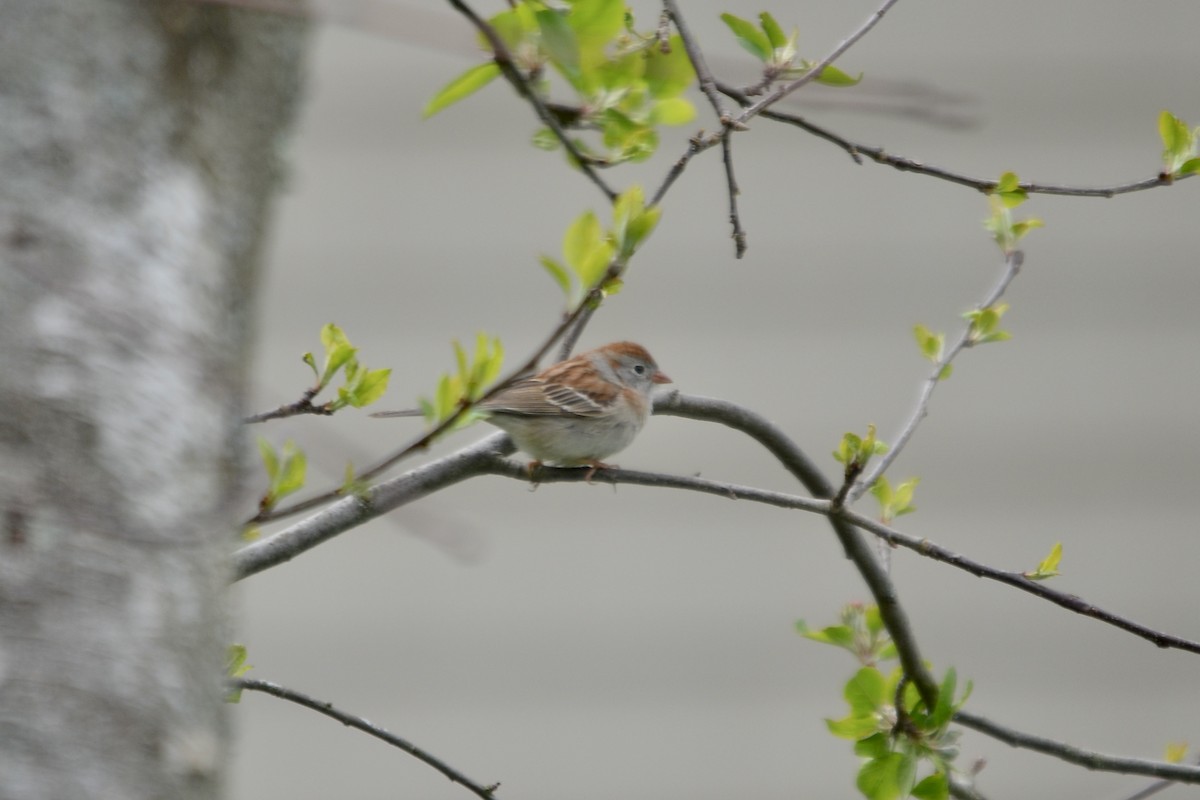 Field Sparrow - Kienan Reilly