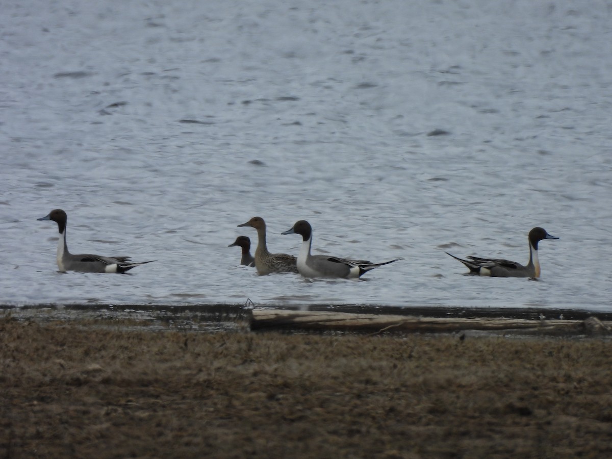 Northern Pintail - Pegg & Mark Campbell