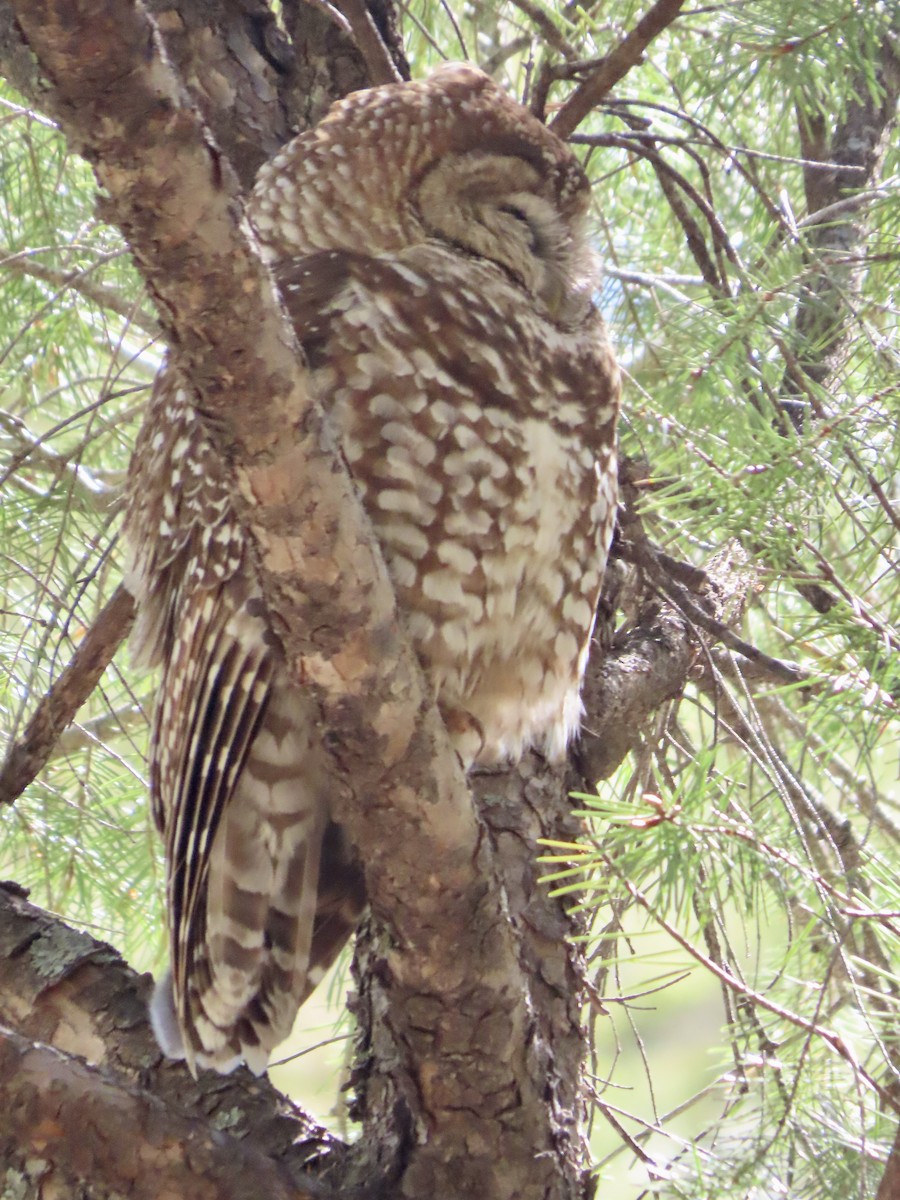 Spotted Owl - ML618233235