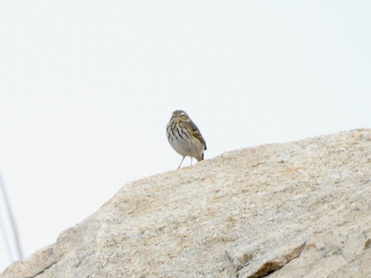 Olive-backed Pipit - ML618233247