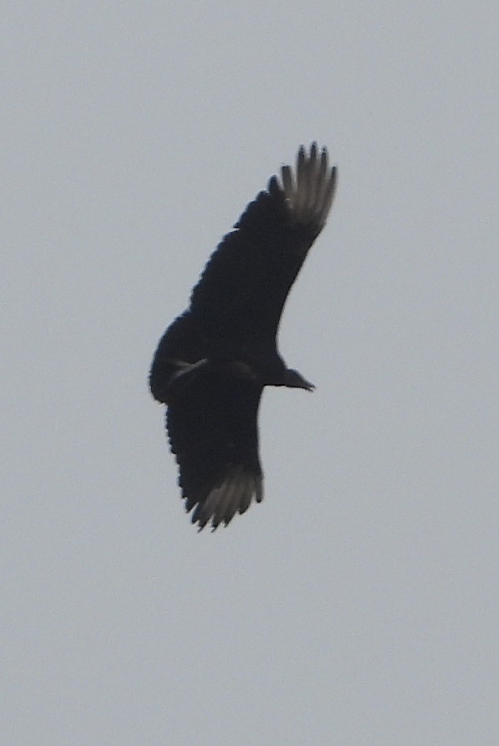 Black Vulture - ML618233259