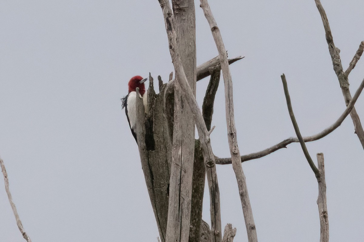 Red-headed Woodpecker - ML618233310