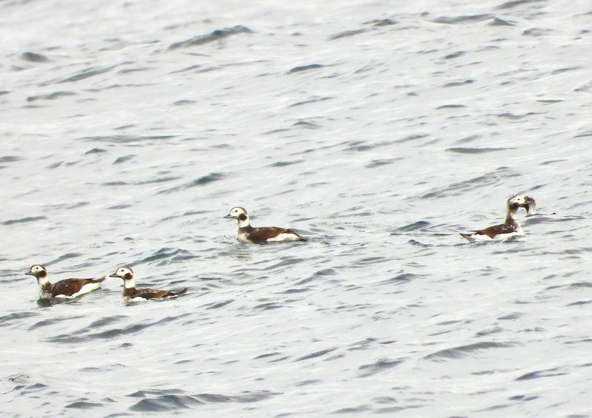 Long-tailed Duck - ML618233332