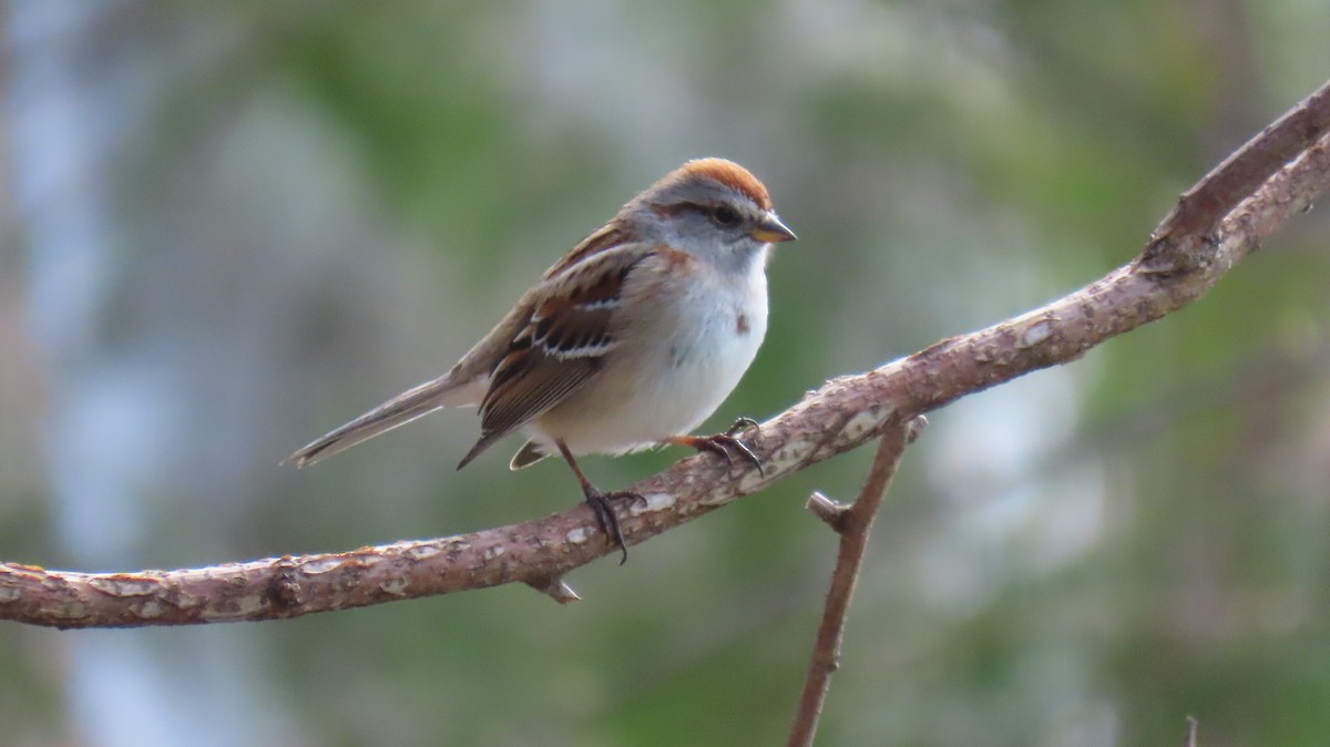 American Tree Sparrow - ML618233333