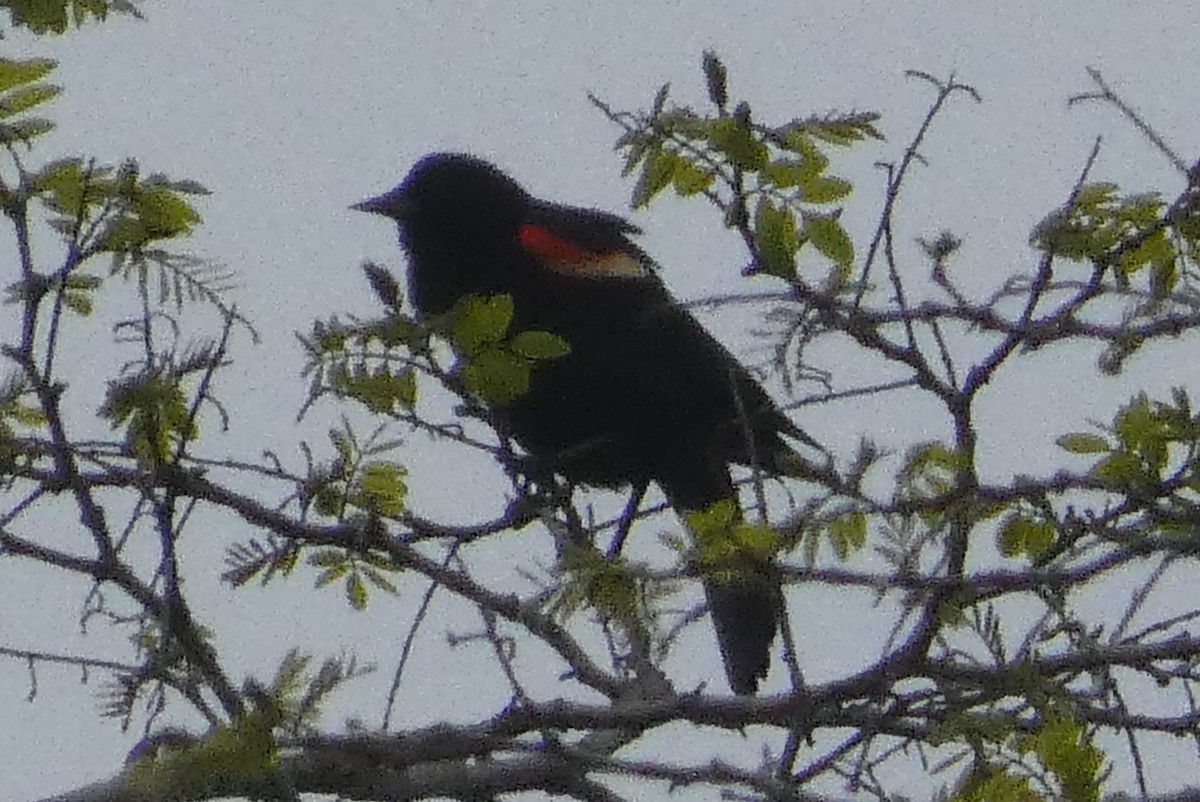 Red-winged Blackbird - ML618233349