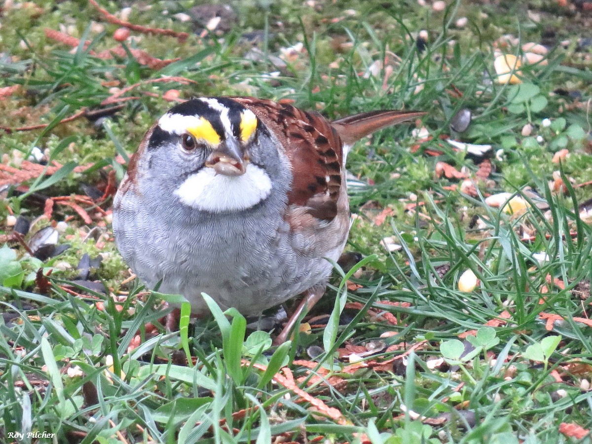 White-throated Sparrow - Roy Pilcher