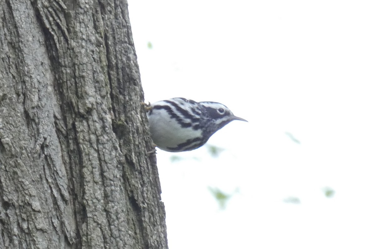 Black-and-white Warbler - ML618233354