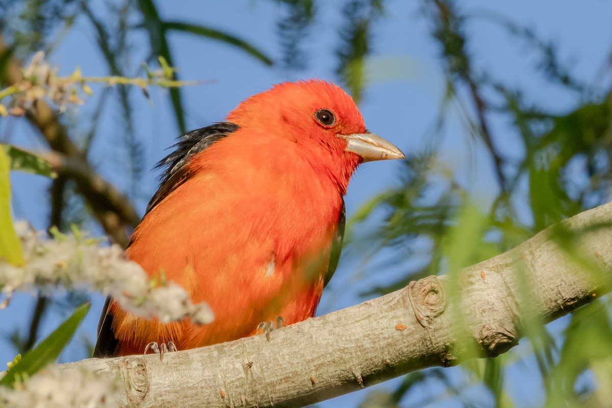 Scarlet Tanager - ML618233359