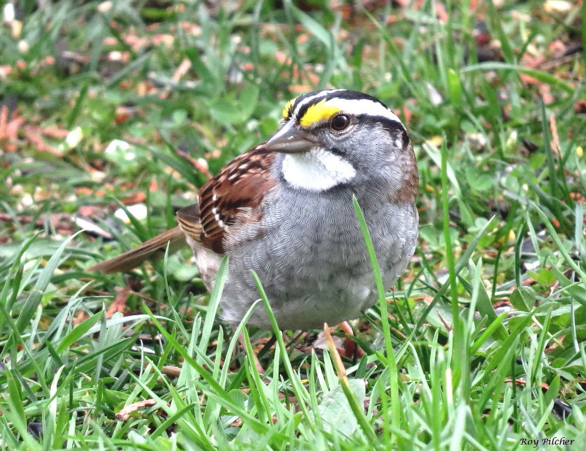White-throated Sparrow - ML618233368