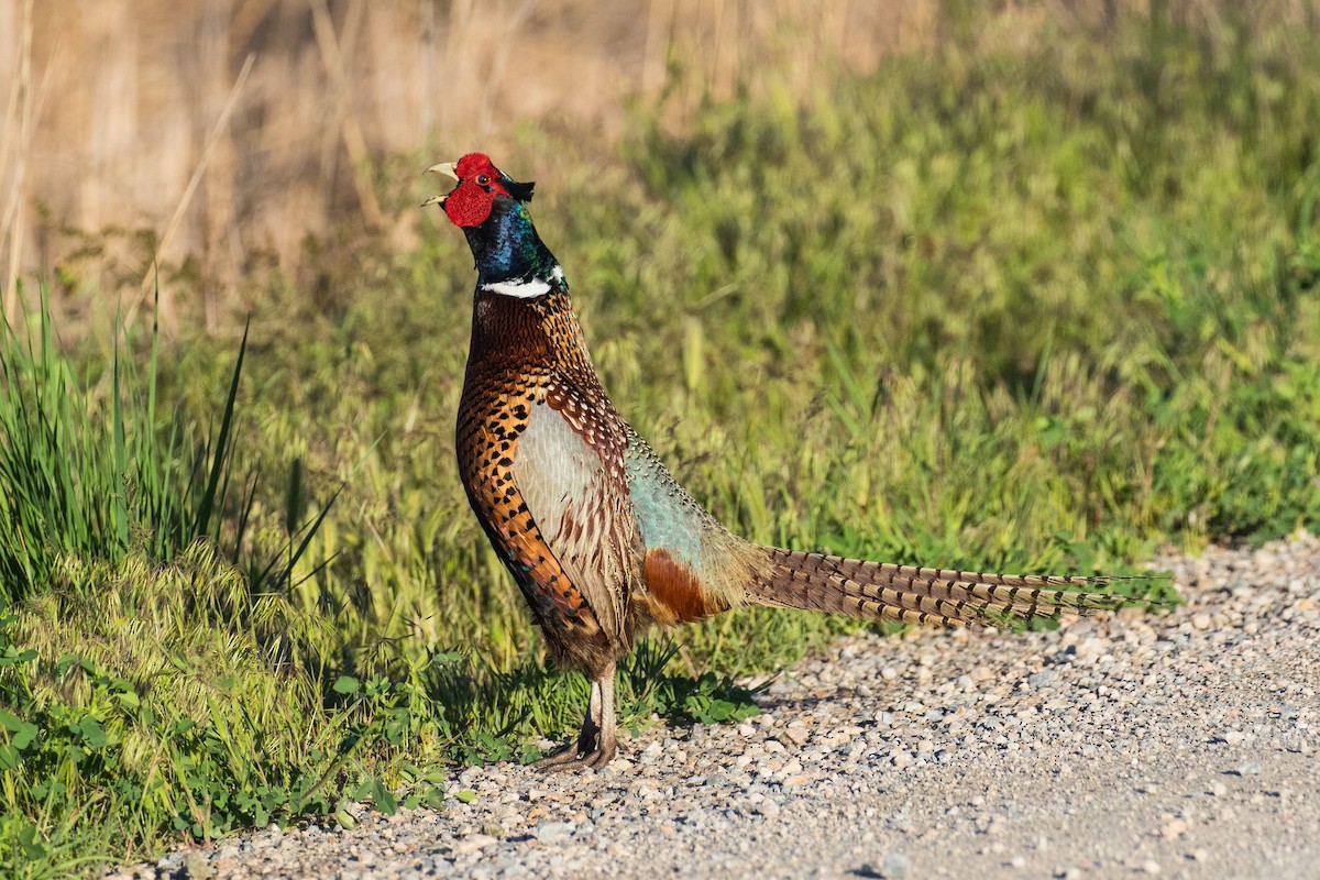 Ring-necked Pheasant - ML618233393