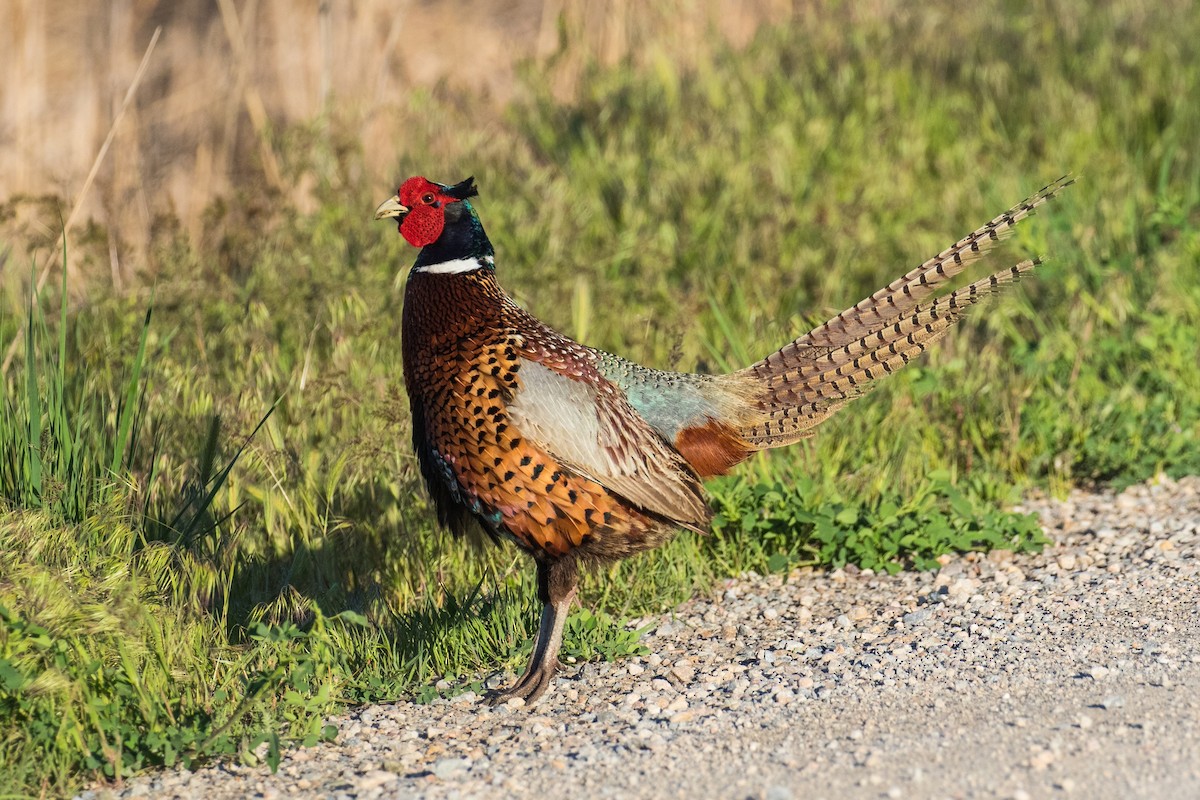 Ring-necked Pheasant - ML618233418