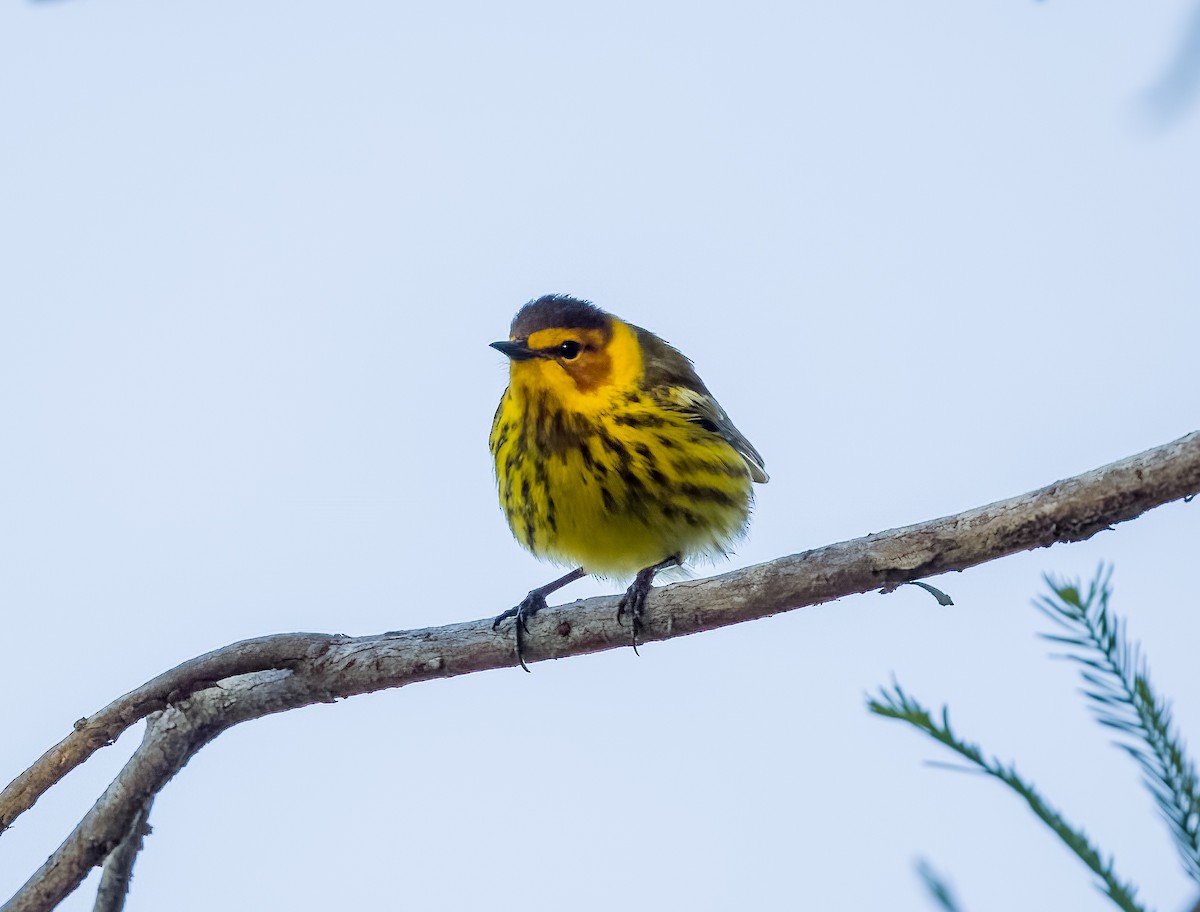 Cape May Warbler - ML618233420