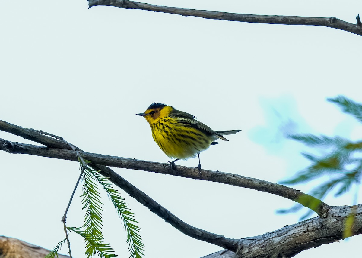 Cape May Warbler - ML618233421