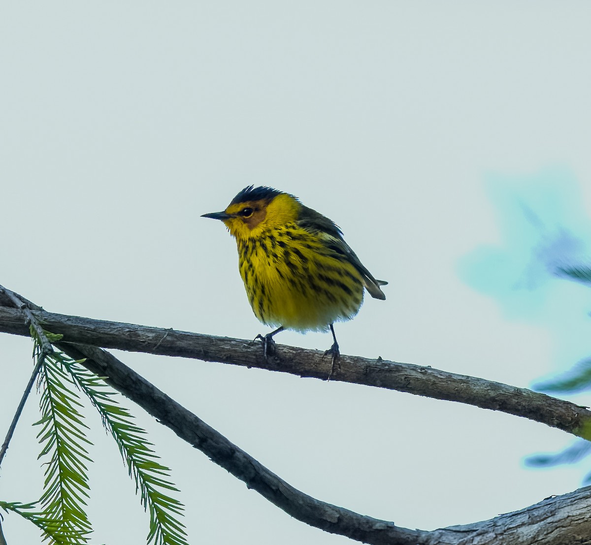 Cape May Warbler - ML618233422