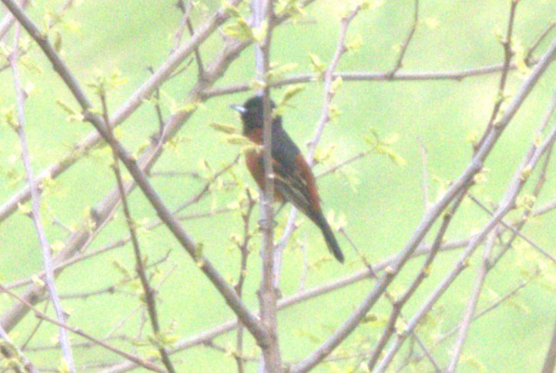 Orchard Oriole - ML618233432