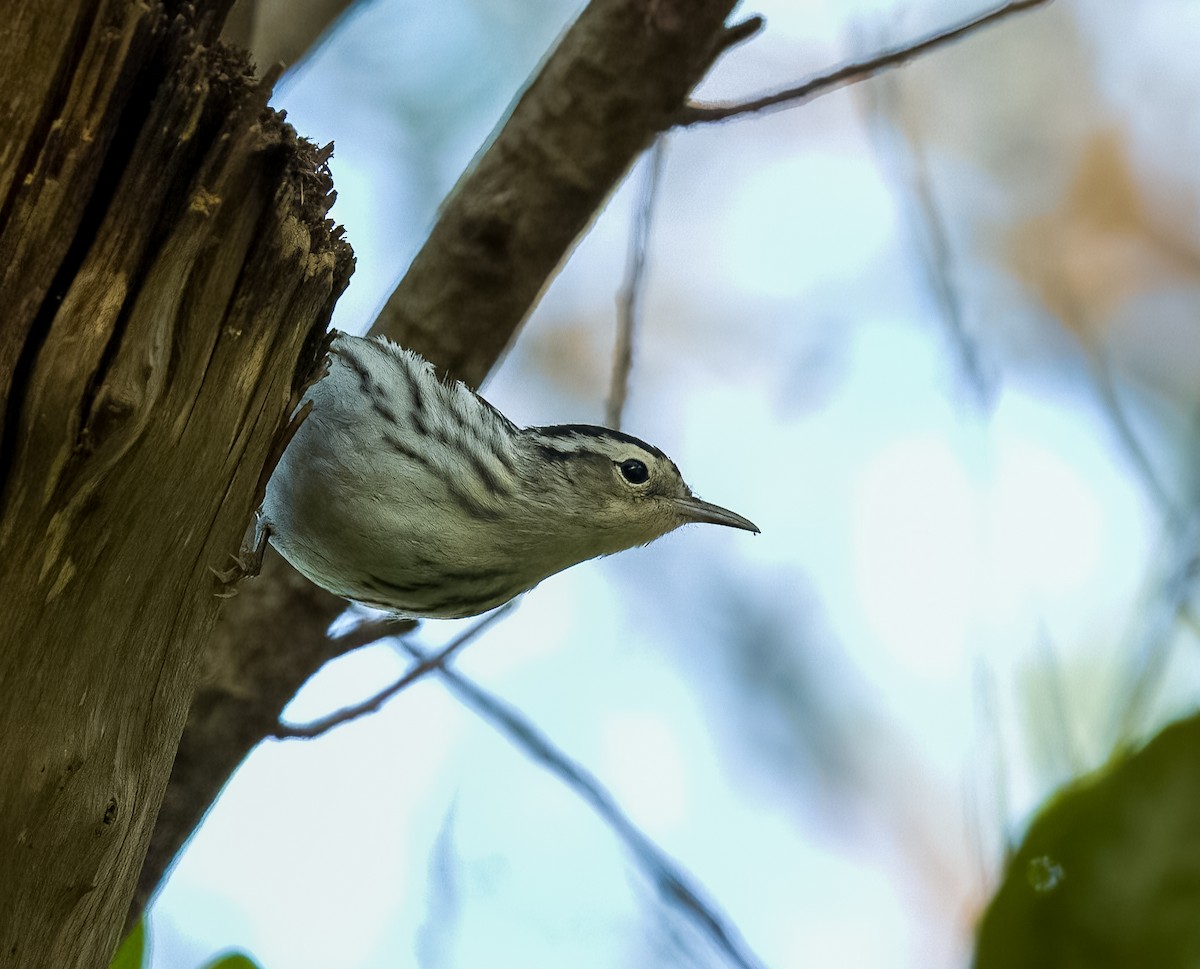 Black-and-white Warbler - ML618233433