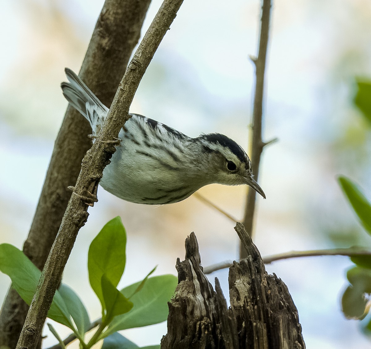 Black-and-white Warbler - Carlos Roberto Chavarria
