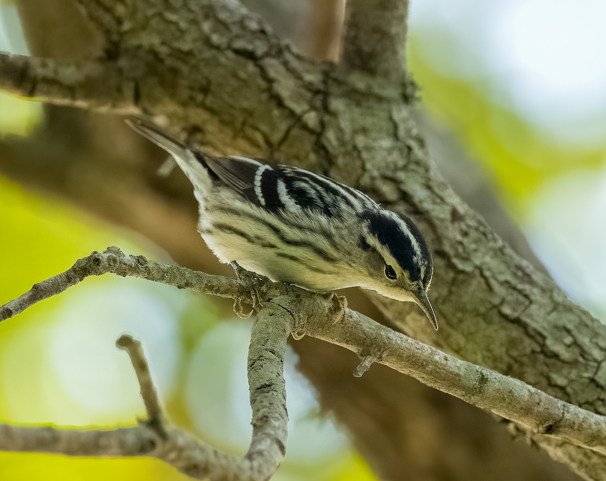 Black-and-white Warbler - ML618233435