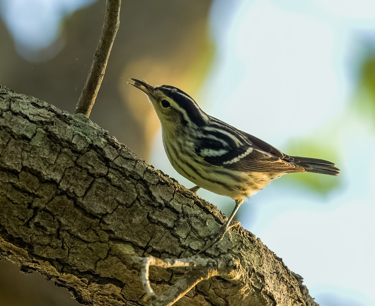 Black-and-white Warbler - ML618233436