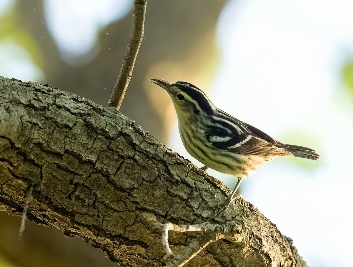 Black-and-white Warbler - Carlos Roberto Chavarria