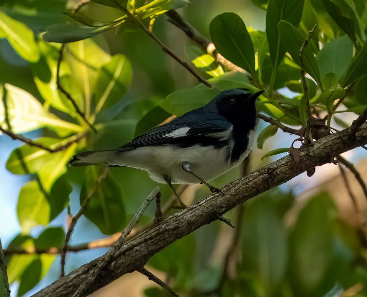 Black-throated Blue Warbler - Carlos Roberto Chavarria