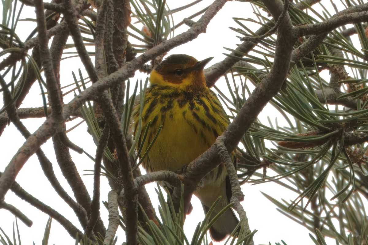 Cape May Warbler - ML618233497