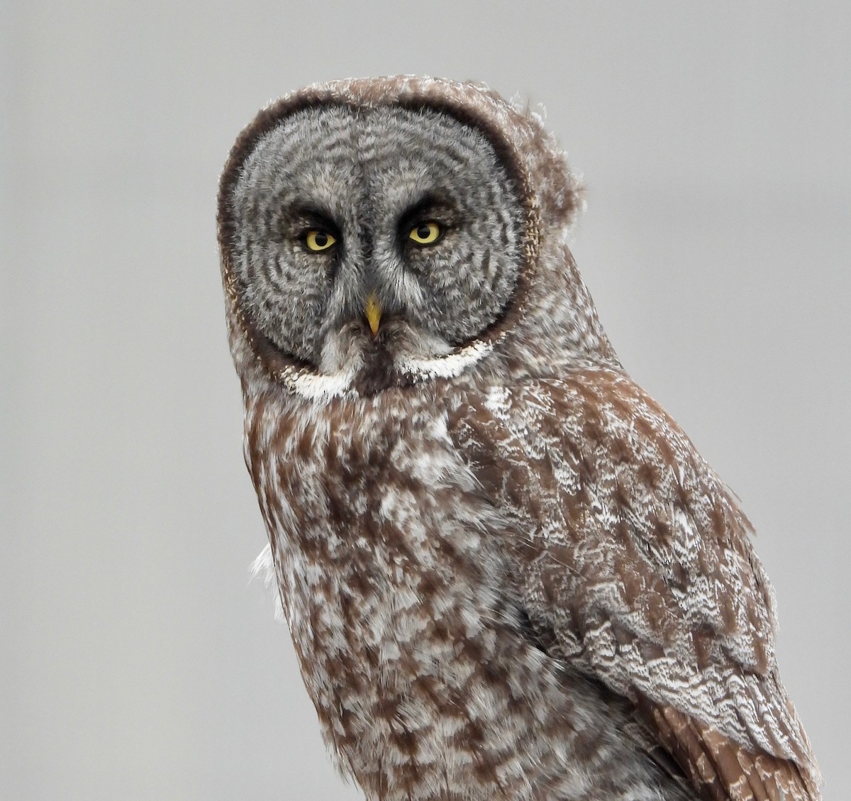 Great Gray Owl - ML618233498