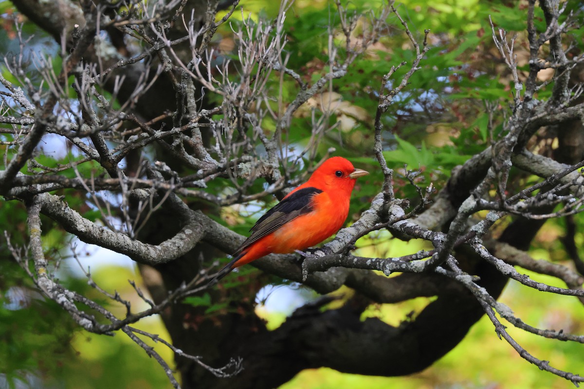 Scarlet Tanager - ML618233504