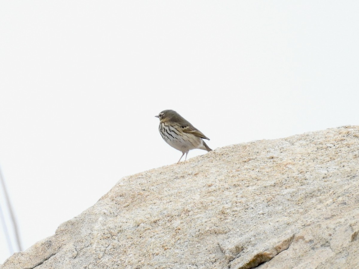 Olive-backed Pipit - ML618233527