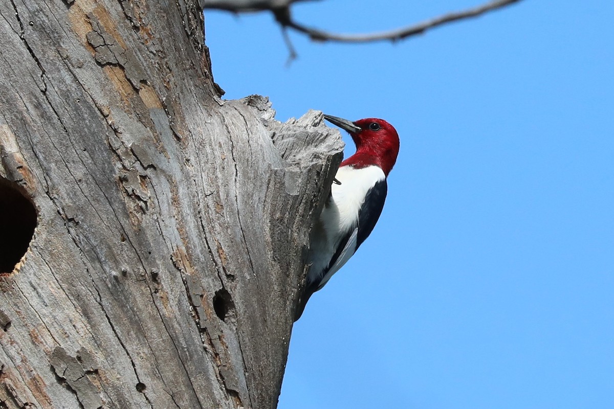 Red-headed Woodpecker - ML618233555