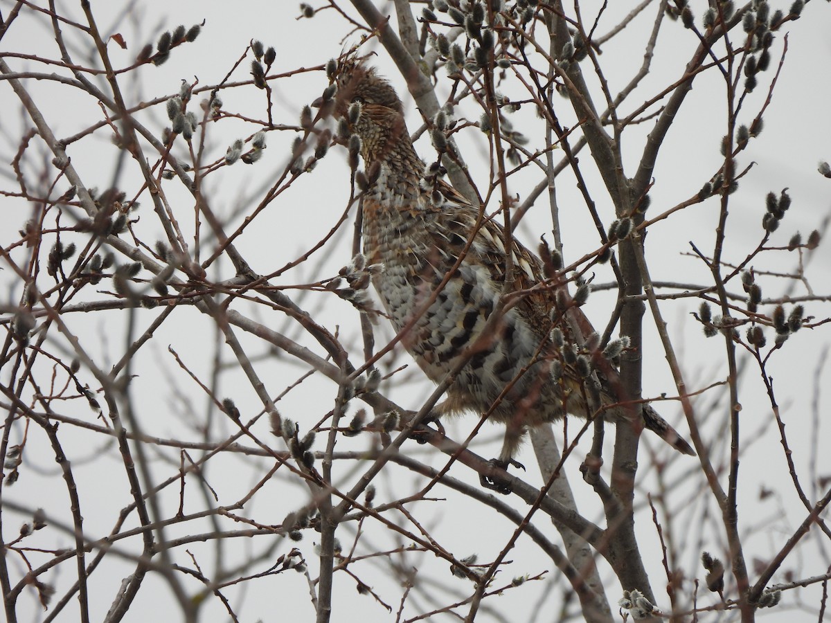 Ruffed Grouse - Pegg & Mark Campbell