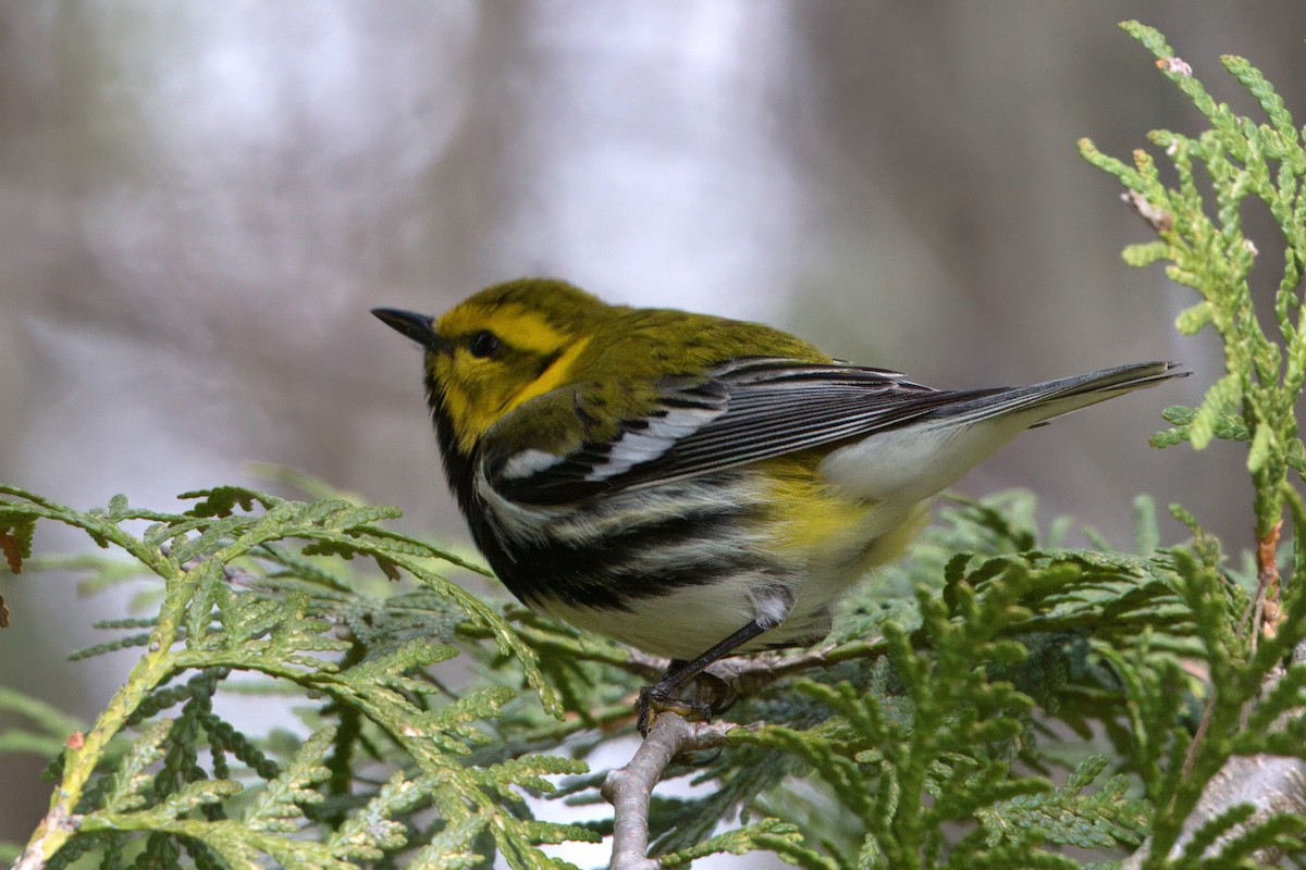 Black-throated Green Warbler - Donald A. Sutherland