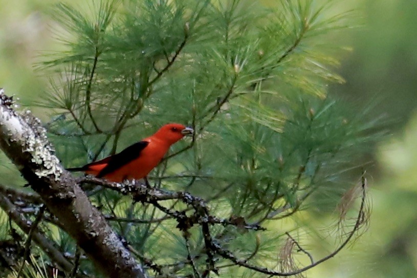 Scarlet Tanager - ML618233564