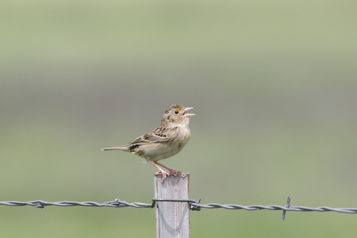 Grasshopper Sparrow - ML618233599