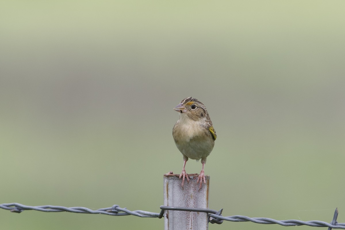Grasshopper Sparrow - ML618233600
