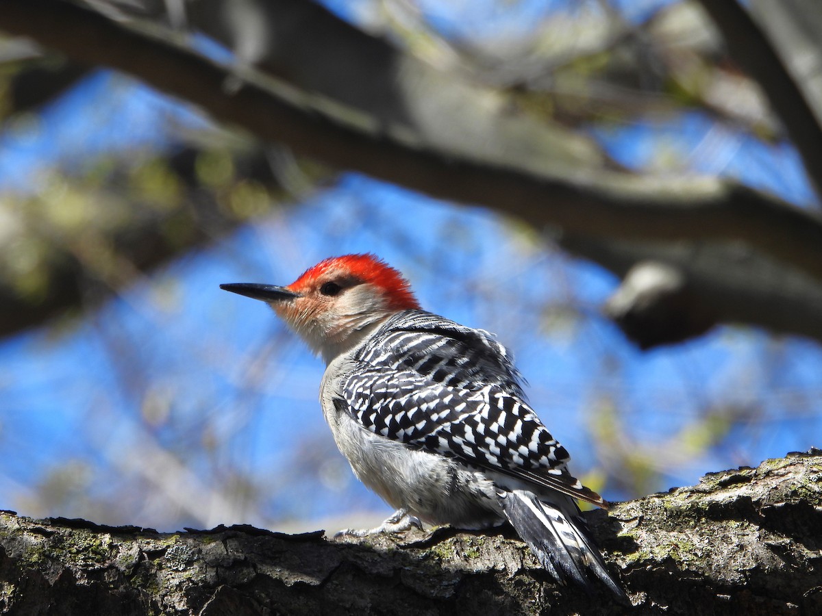 Red-bellied Woodpecker - ML618233625