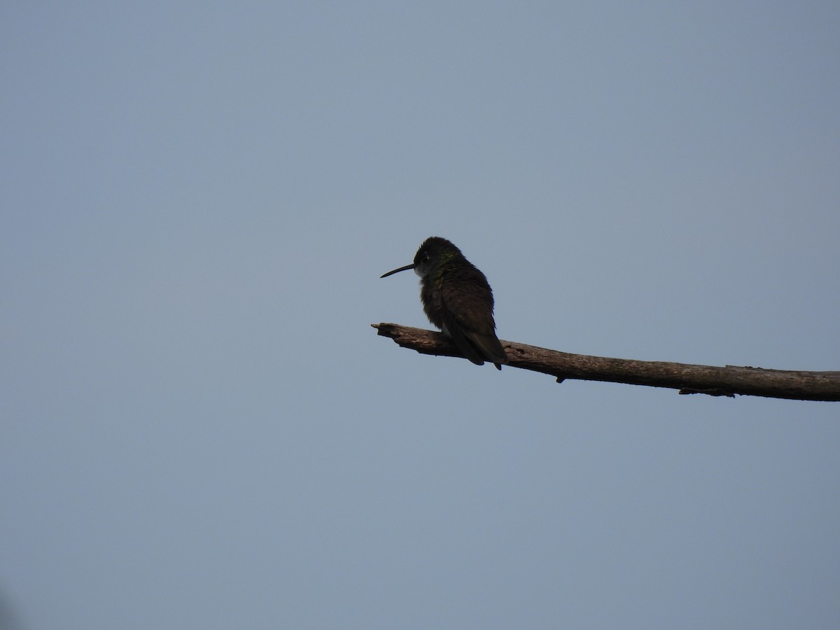 Azure-crowned Hummingbird - ML618233628