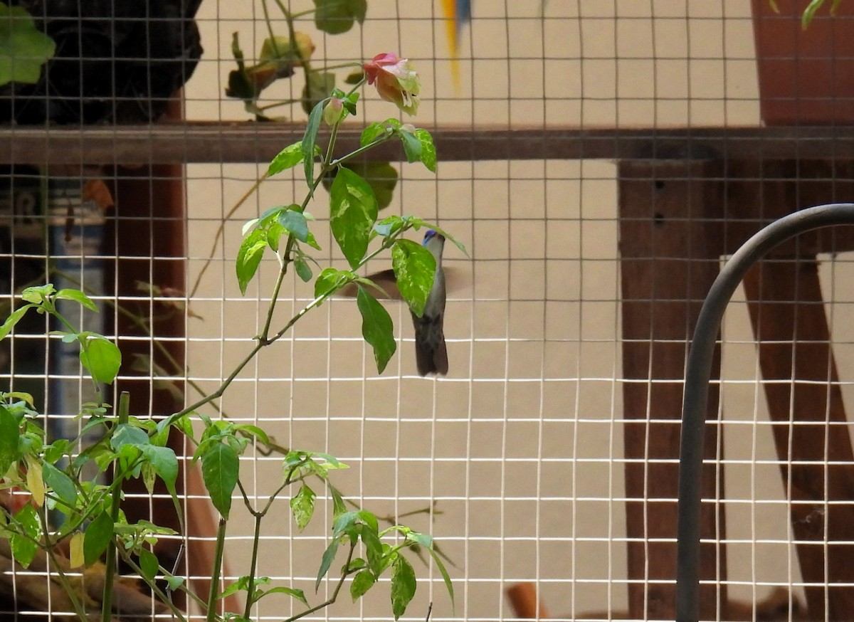 Azure-crowned Hummingbird - ML618233651