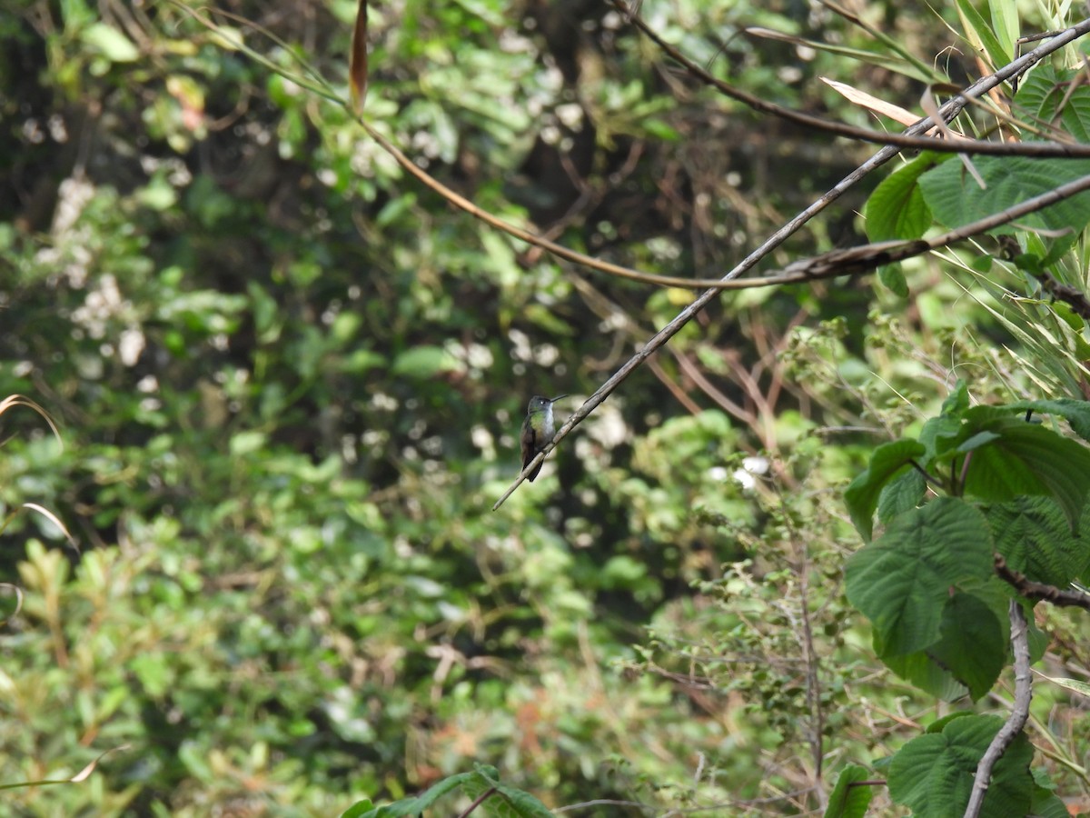 Azure-crowned Hummingbird - ML618233686