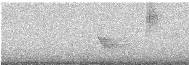 Brown Creeper (montana/idahoensis) - ML618233689