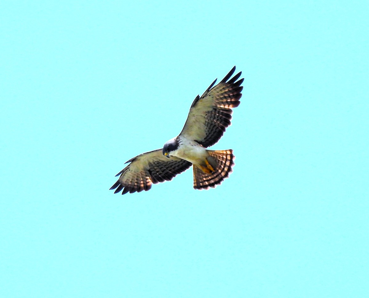 Short-tailed Hawk - ML618233703