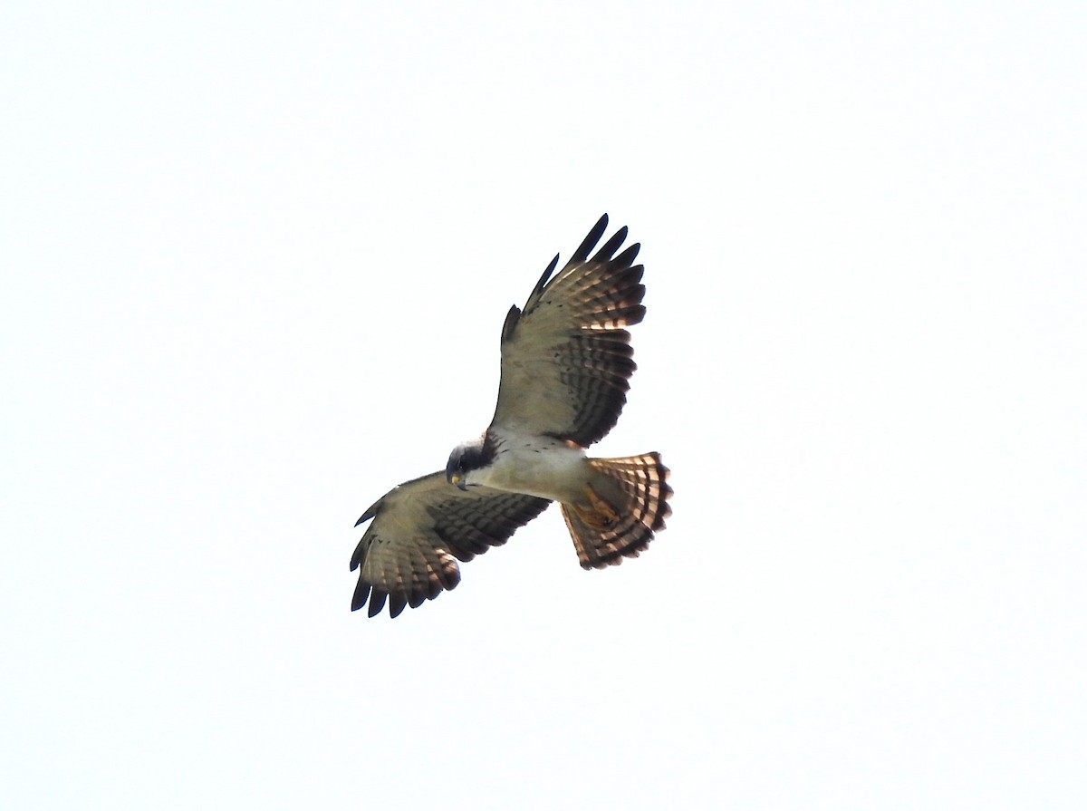 Short-tailed Hawk - María Eugenia Paredes Sánchez